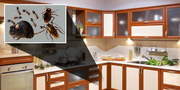 City Best Pest Control - Best Pest Control company