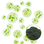 USDA Approved Bulk Organic Chlorella Powder Supplier